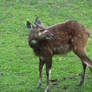 Don't call me roe deer