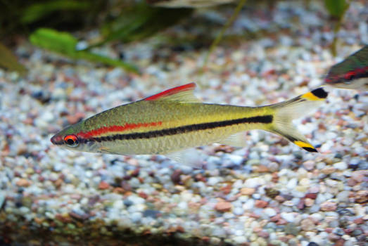 Red line torpedo barb