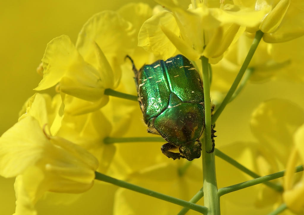 Patch of green in yellow sea