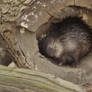 African brush-tailed porcupine