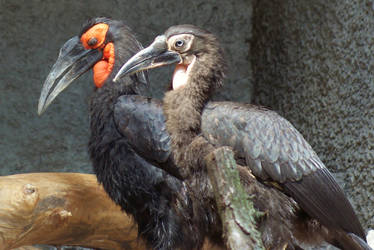 Southern Ground-hornbill