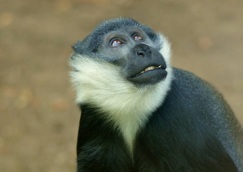 Mountain guenon