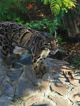 International Clouded Leopard Day