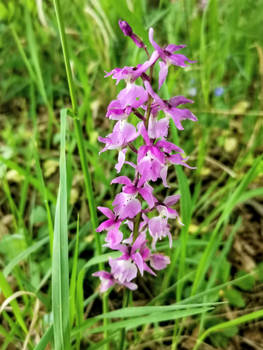 In the long grass