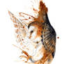 Barn Owl O Ka Fee