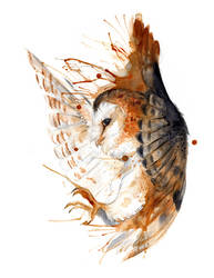 Barn Owl O Ka Fee