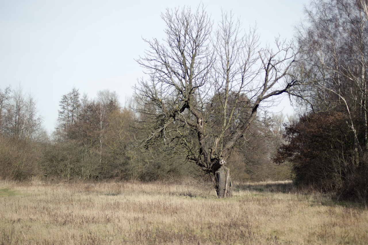 The haunted tree