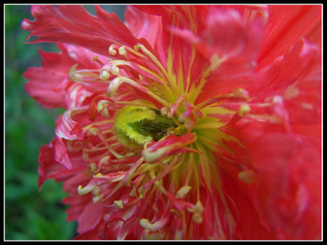 Poppy Flower