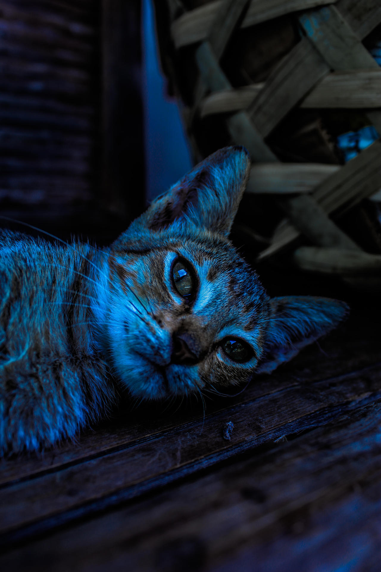 Catamazing 5 by aleziag on DeviantArt
