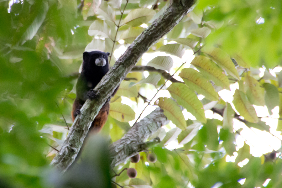 Saddle Backed Tamarin