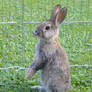 Nigel The Rabbit