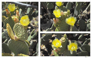 Bunny Ears Pricklypear