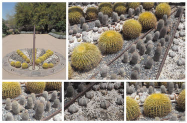 Sundial Cacti