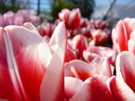 Eden Project Flowers 3