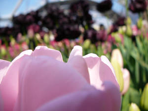 Eden Project Flowers 4