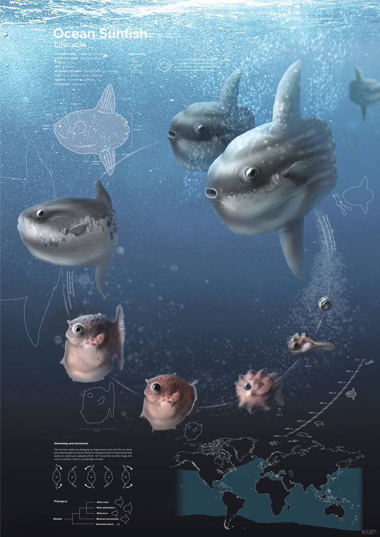 Sunfish Mola Mola Atlantic Infographic By Tiag009 On DeviantArt sunfish-mola-mola-atlantic-infographic-by-tiag009-on-deviantart