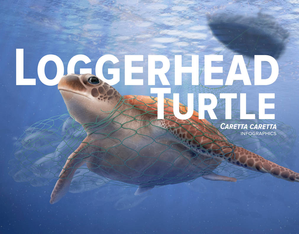 Loggerhead turtle / Bycatch by Tiag009 on DeviantArt