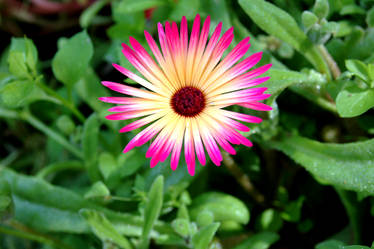 Pink Flower