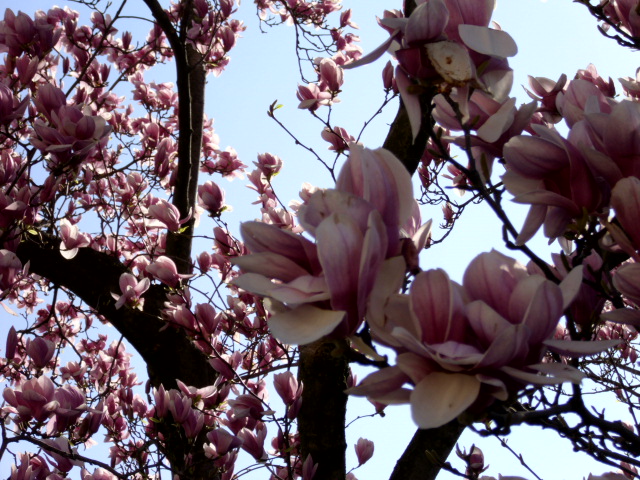 Tulip tree?