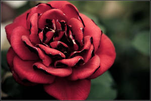 Crimson Rose