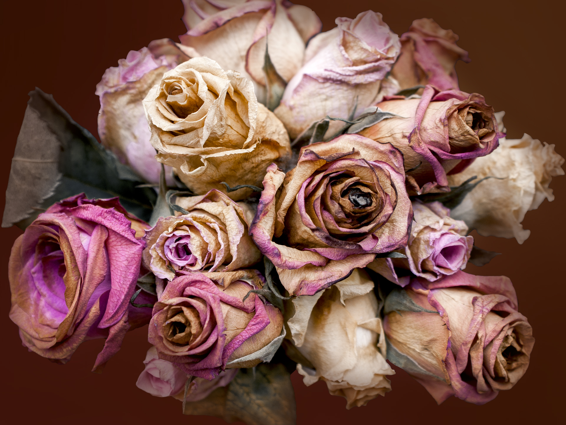 Decay Roses 1 by My-he-art on DeviantArt