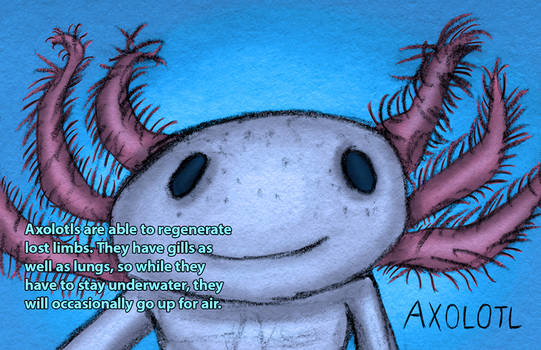 Axolotl