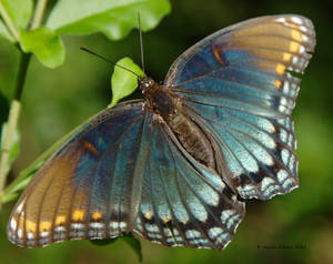 Red Spotted Purple