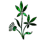 PNG FLOWER 2