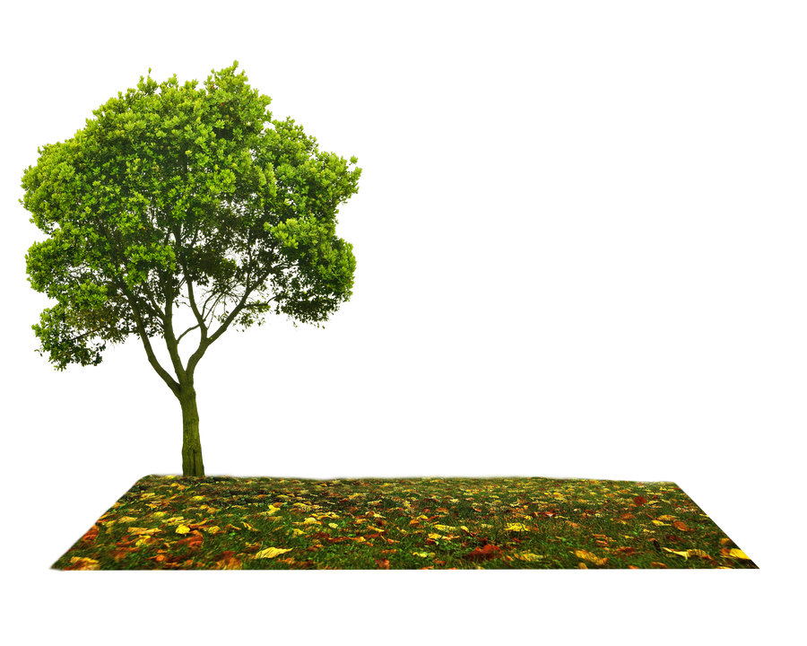 Ploton Tree LAND PLOT WITH TREE by Moonglowlilly on DeviantArt