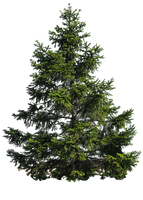 PINE TREE PNG