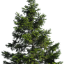 PINE TREE PNG