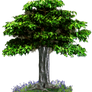 PNG TREE 2
