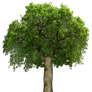 PNG TREE 8