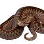 Snaky Png