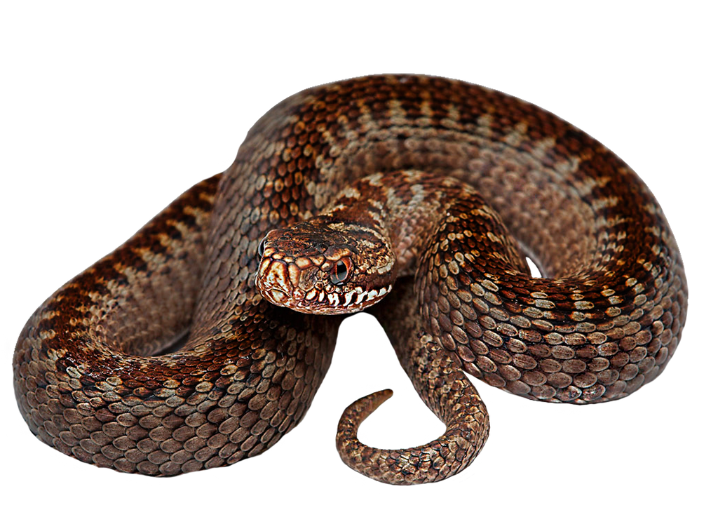 Snaky Png by Moonglowlilly on DeviantArt