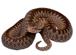 Snaky Png