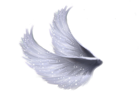 Wings Png 5