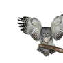 Png Owl