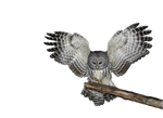 Png Owl