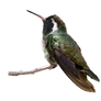 Png Bird