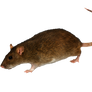 Png  Rat 2
