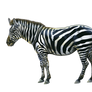 Png Zebra