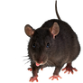 Png Rat
