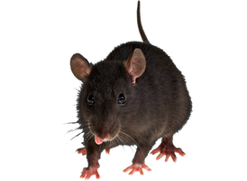 Png Rat