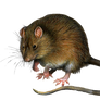 Png Rat 3