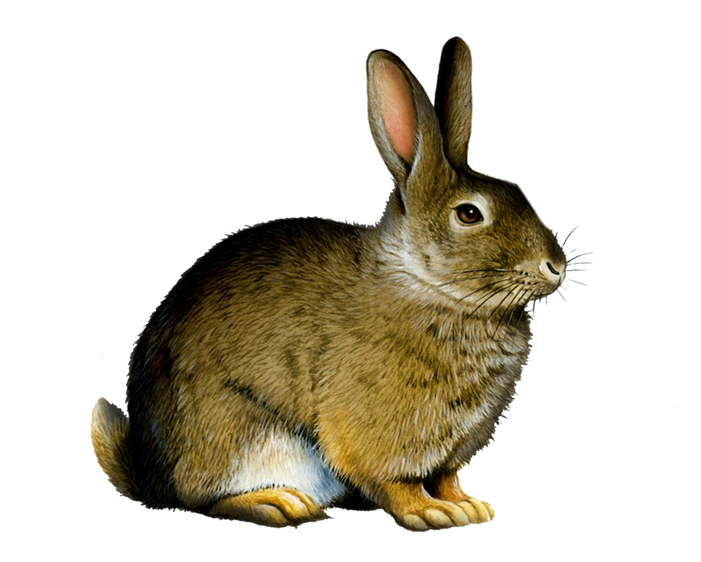 Png Rabbit