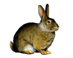 Png Rabbit