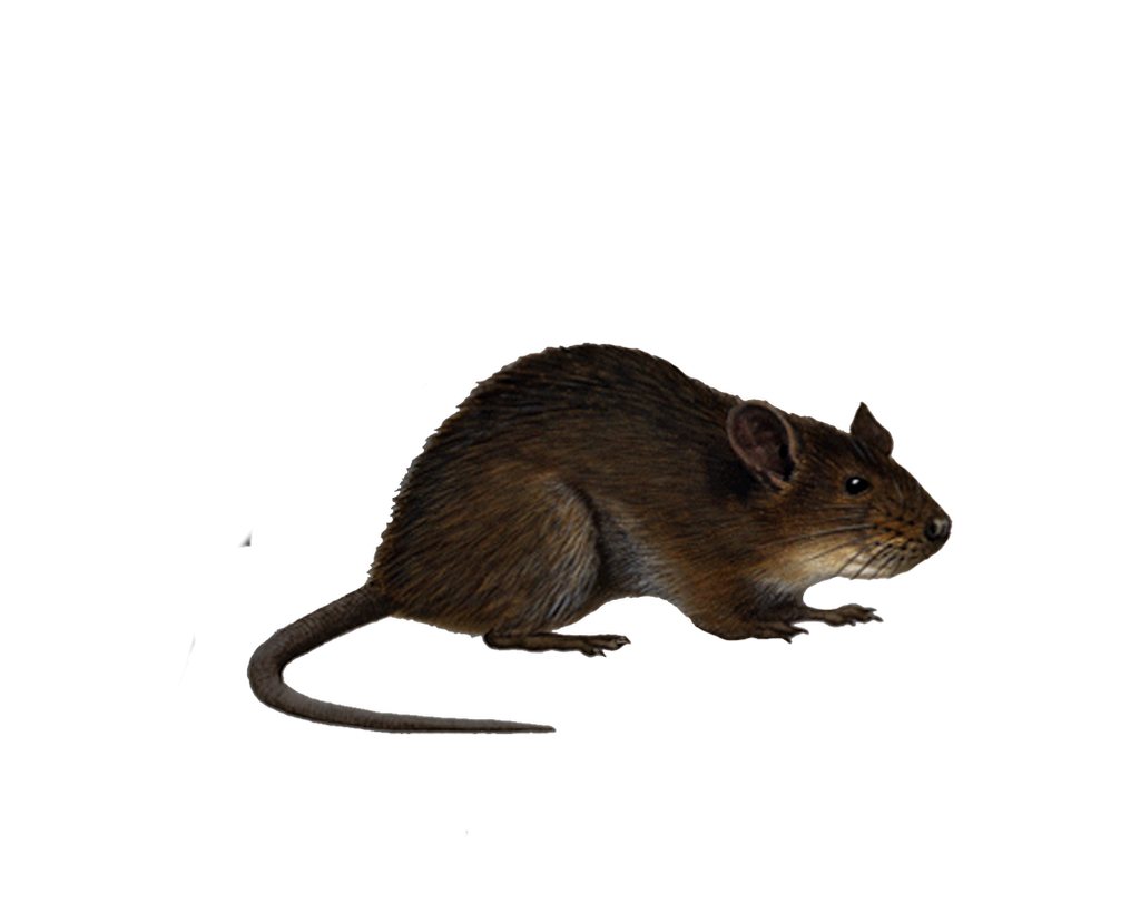 Png Rat 4