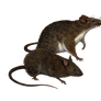 Png Rats 5