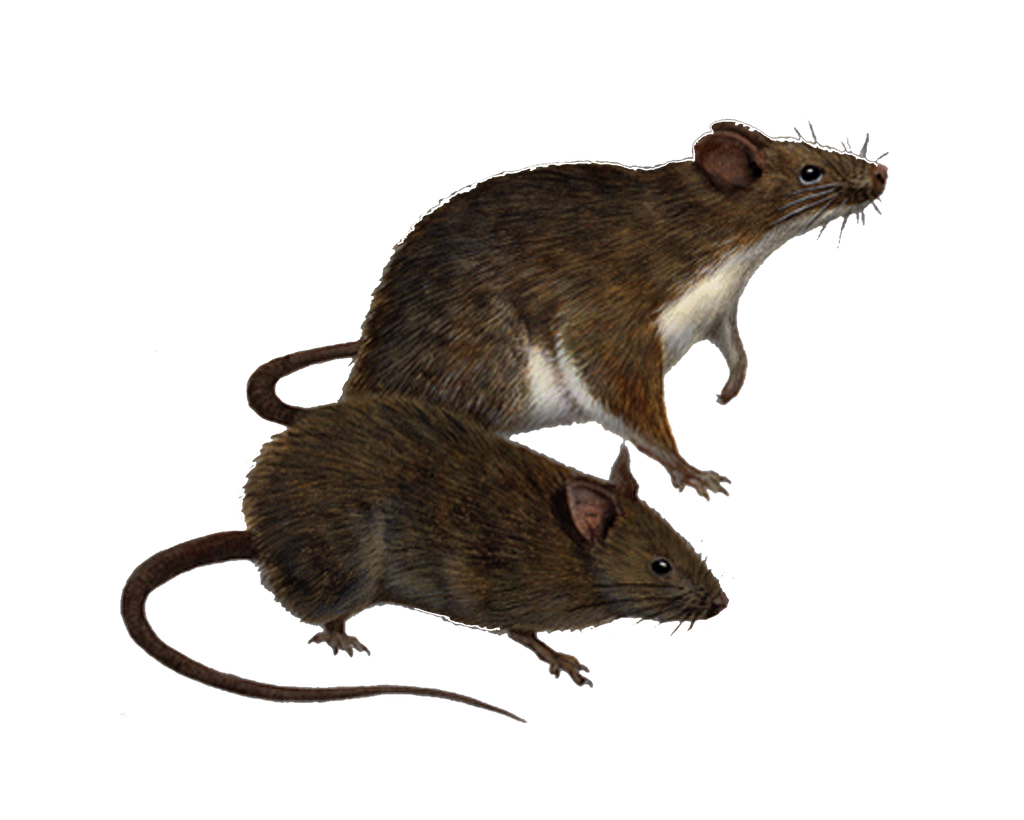 Png Rats 5 by Moonglowlilly on DeviantArt